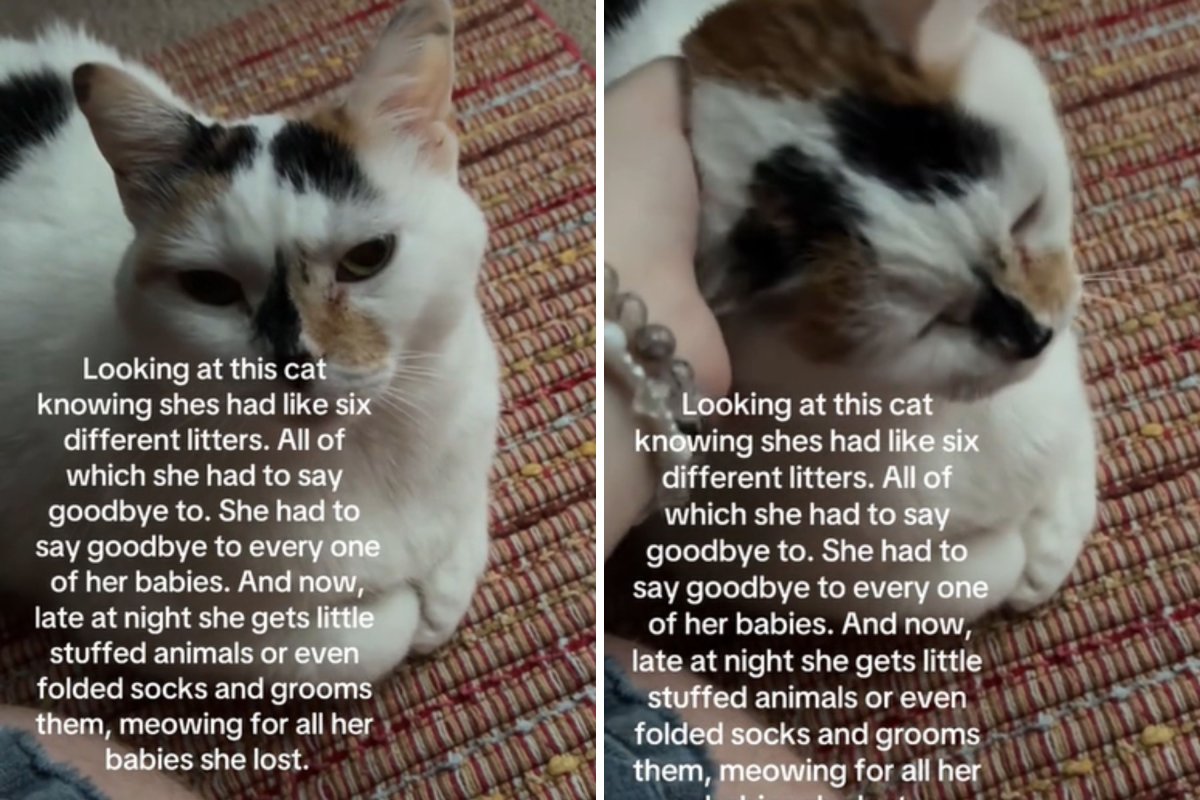 Cat Who Had 6 Litters Grooms Toys at Night Meowing for ‘Babies She Lost’