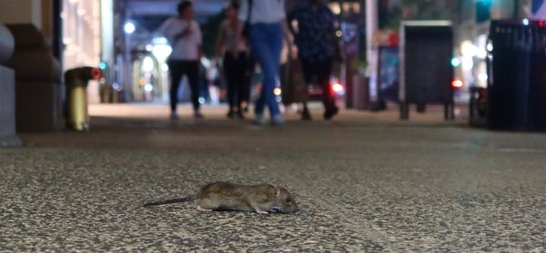 Wayment! New York City Approves Bill To Address Massive Rat Population Using Birth Control